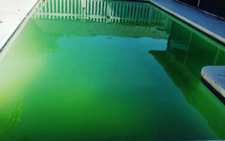 Green, algae-filled pool before service